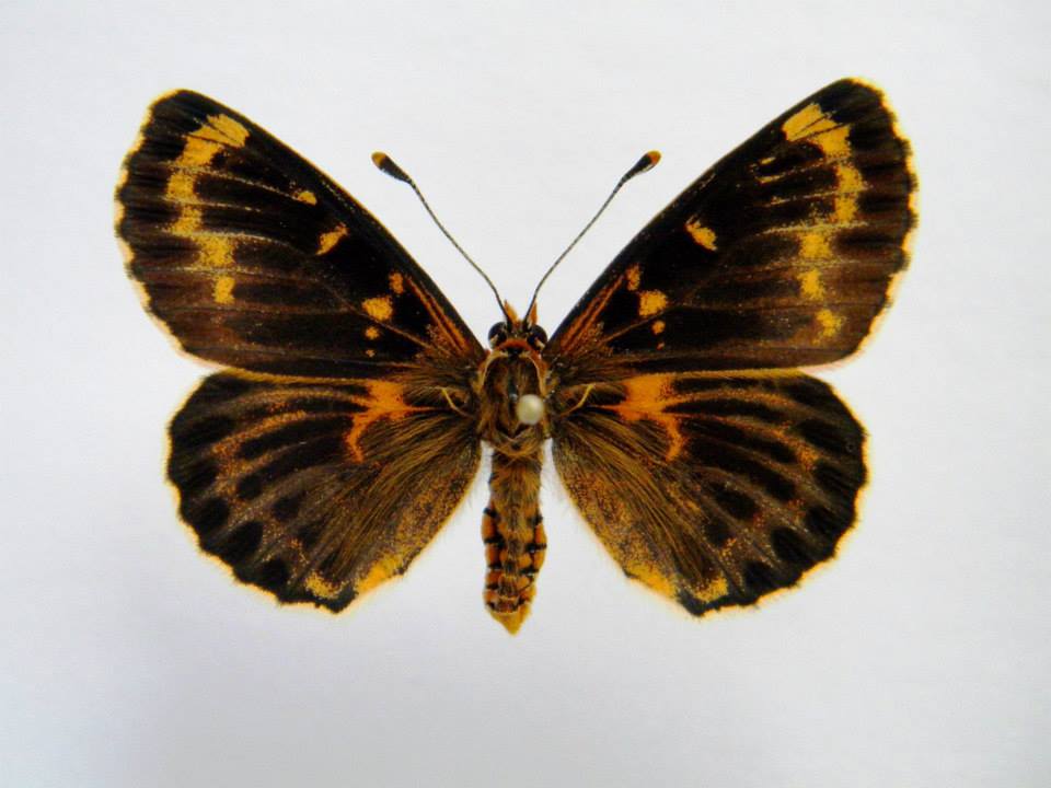 Melitaea didyma (cold shock abberant) 6 (Internet Image property of respective owner, non-commercial use only)